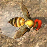 蜂巢模拟器3d