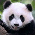 熊猫模拟器无广告